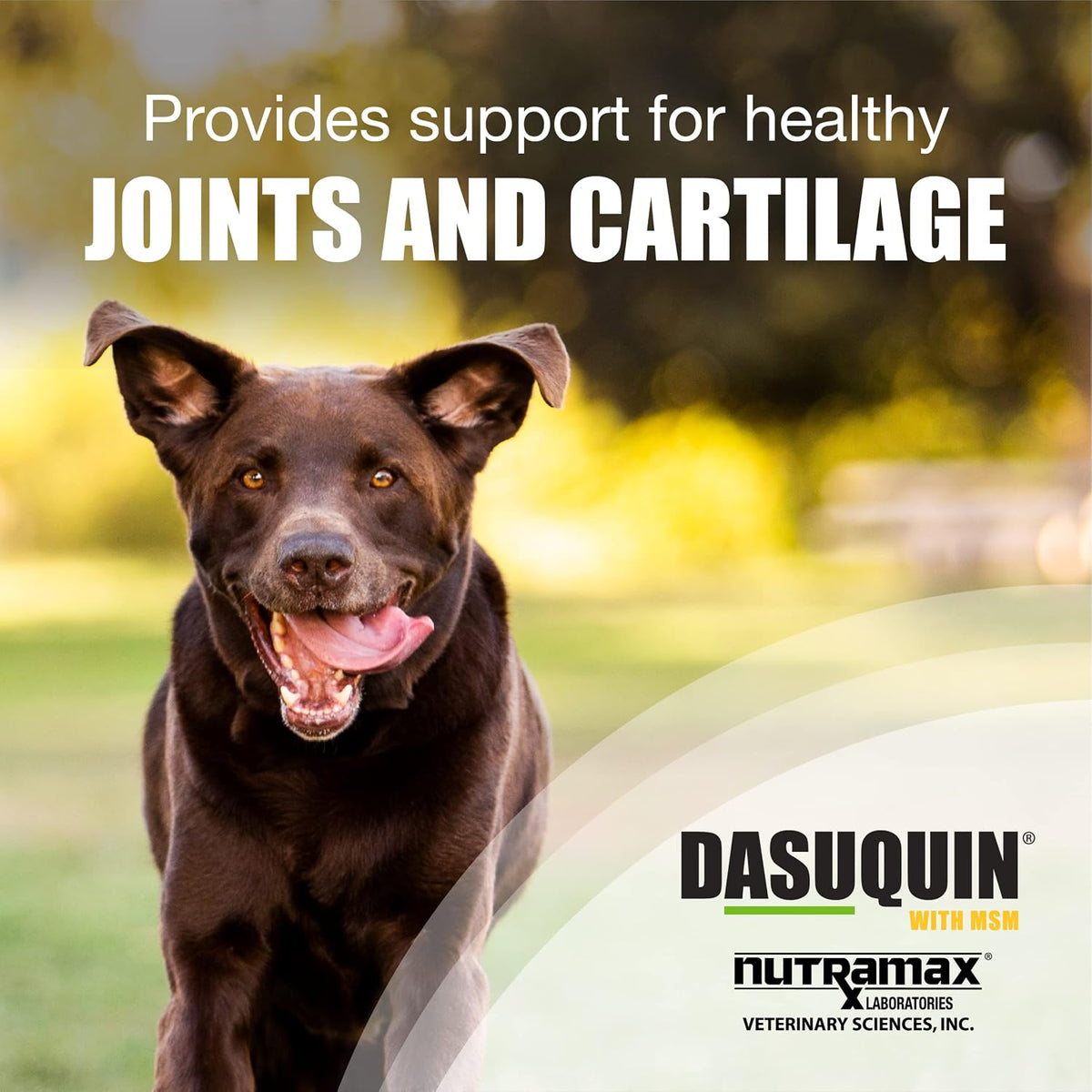 nutramax dasuquin for large dogs, joint health supplement, close-up detail