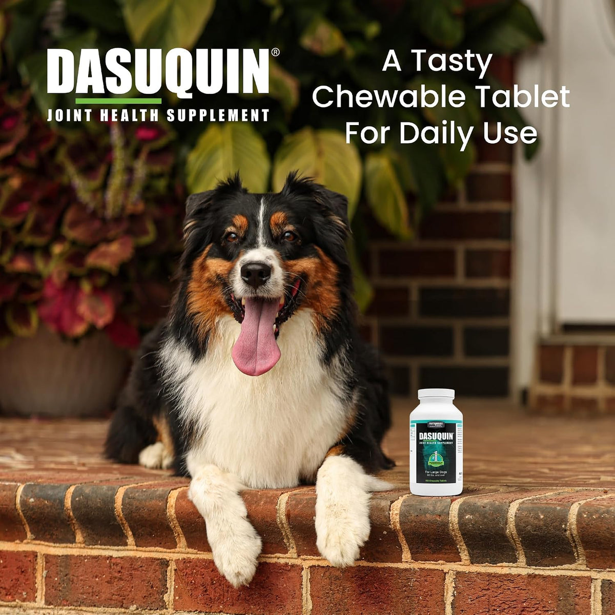 nutramax dasuquin for large dogs, joint health supplement, side view
