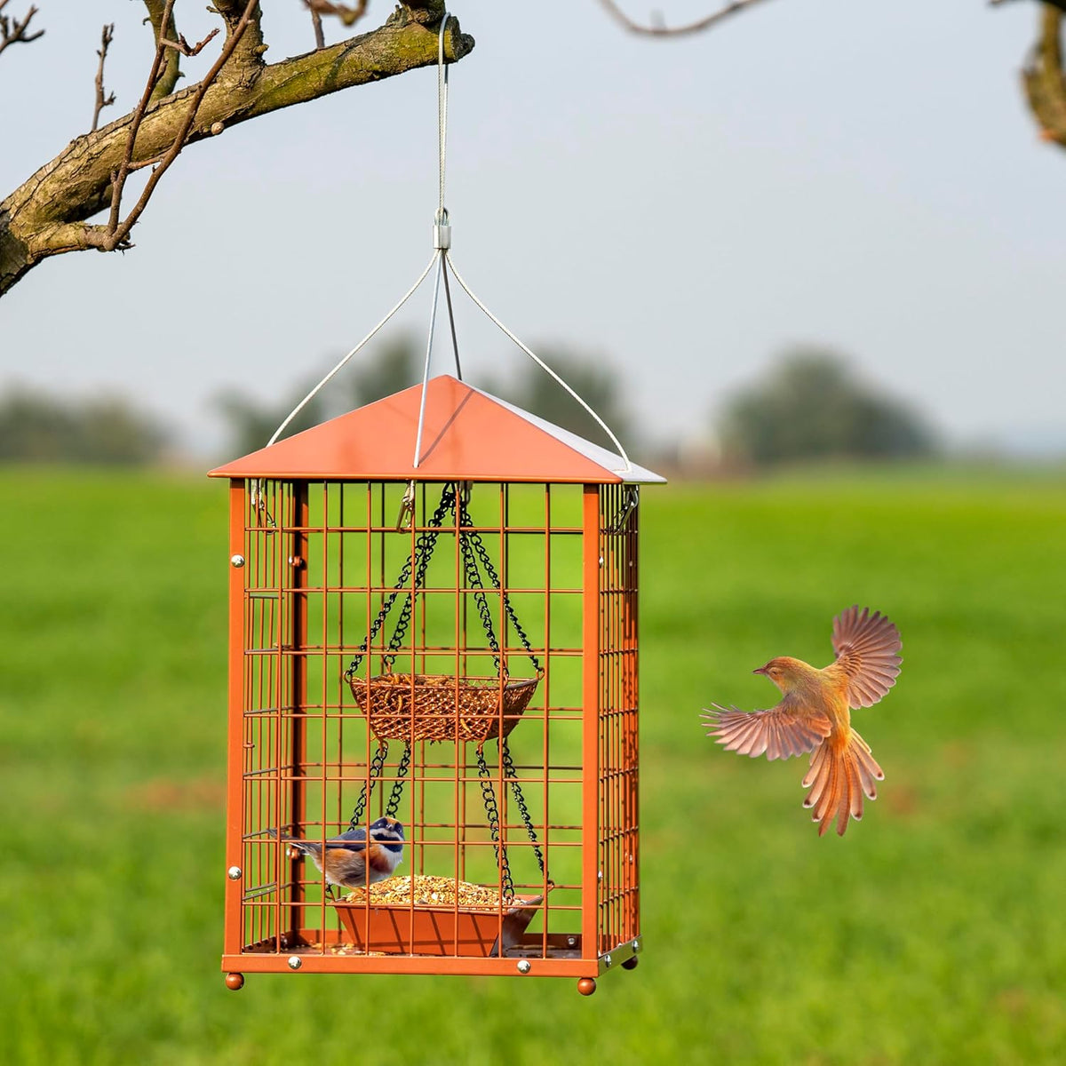 mealworms bird feeders for bluebirds - metal shown in use