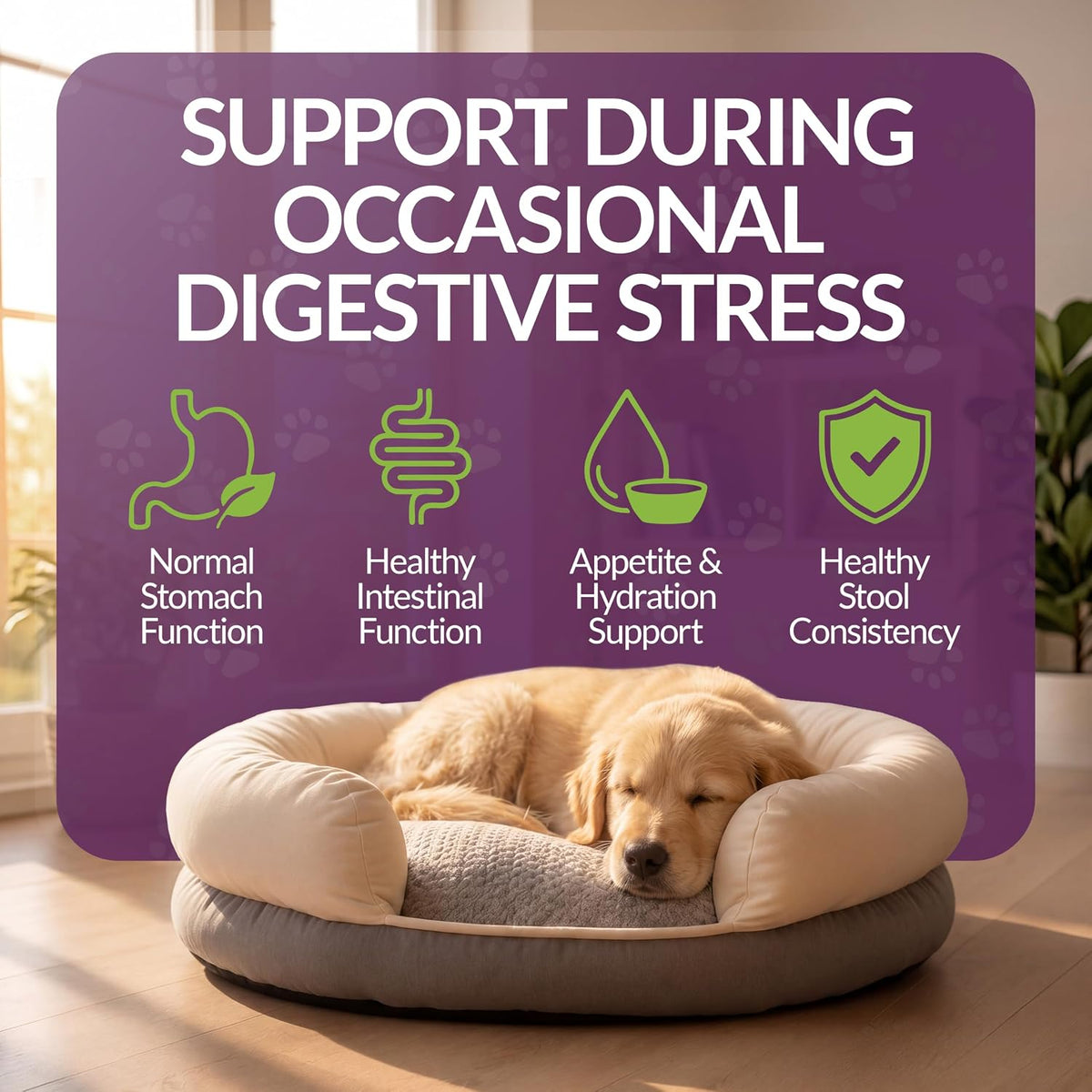 amber naturalz paxaid dog digestive rescue drops, herbal, close-up detail
