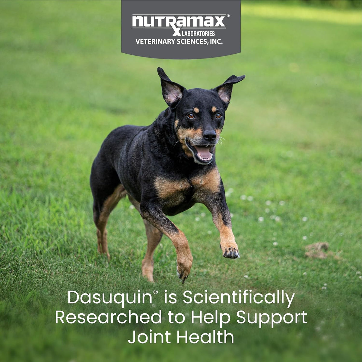 nutramax dasuquin for small to medium dogs,joint health shown in use