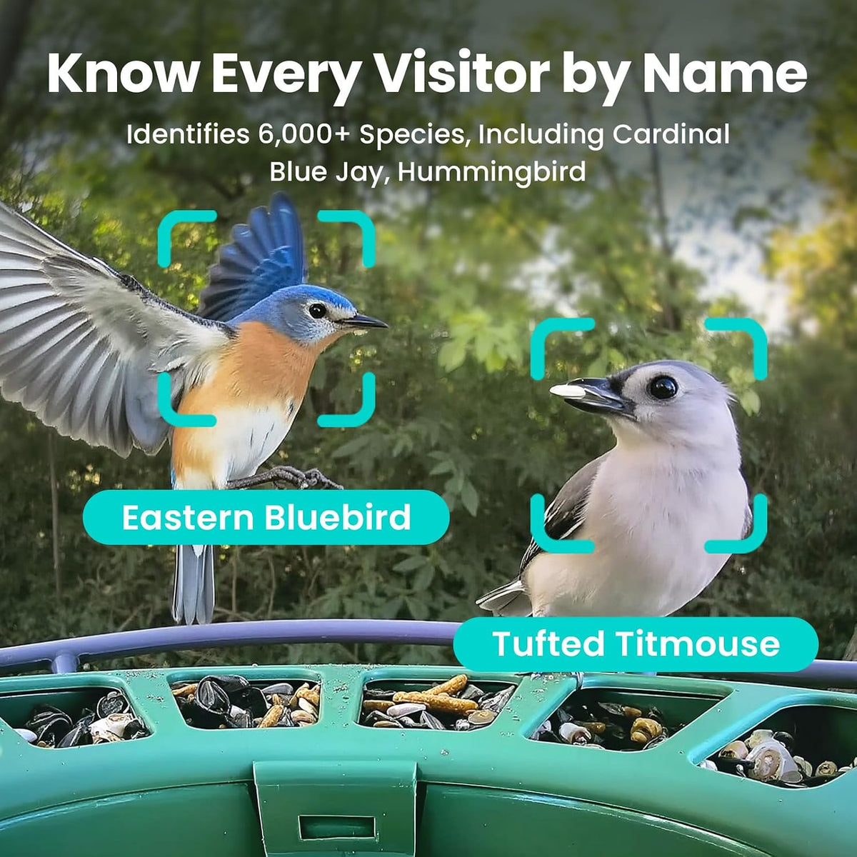 birdfy 2 pro solar smart bird feeder camera showing dimensions