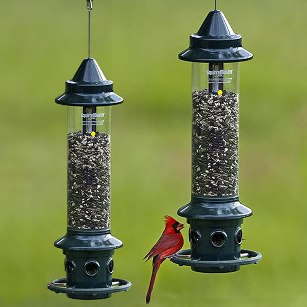 brome,squirrel buster plus 6"x6"x28" (w/hanger) wild bird feeder shown in use