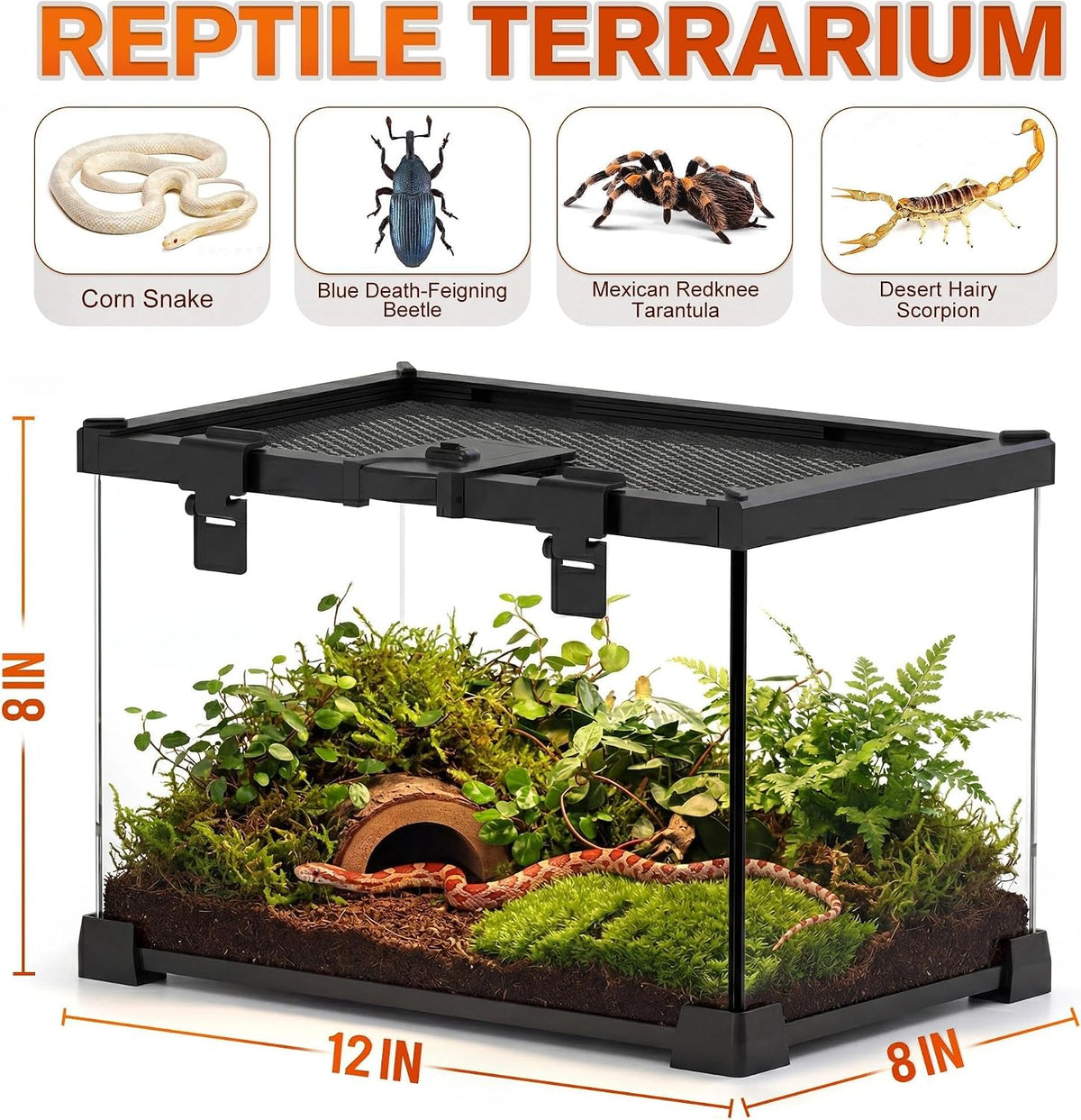 12"x8"x8" reptile terrarium, escape-proof glass terrestrial vivarium for shown in use
