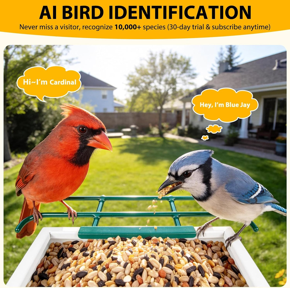 bolite smart bird feeder with camera 2.5k hd, close-up detail