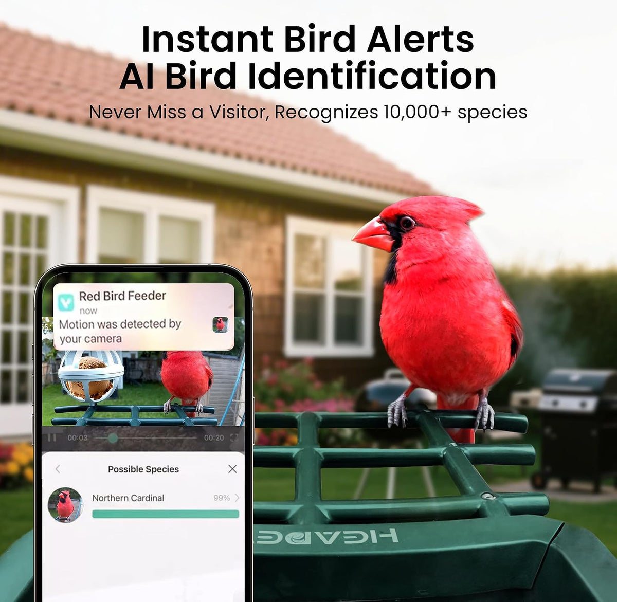 smart bird feeder with camera solar powered 2k, close-up detail