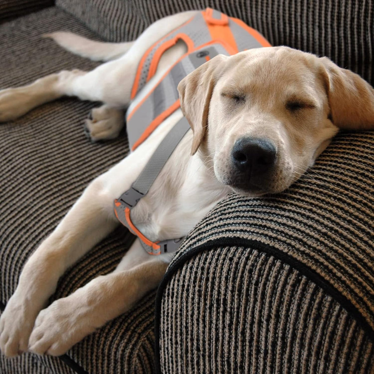 dog back brace for arthritis, dog hip brace showing dimensions