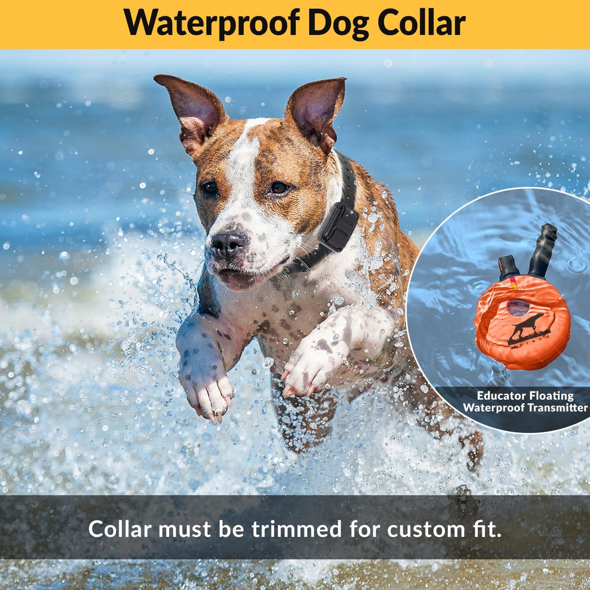 e-collar educator upland dog training collar with remote showing dimensions