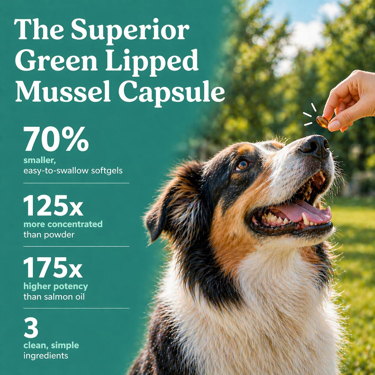 glx3 green lipped mussel oil for dogs |, close-up detail