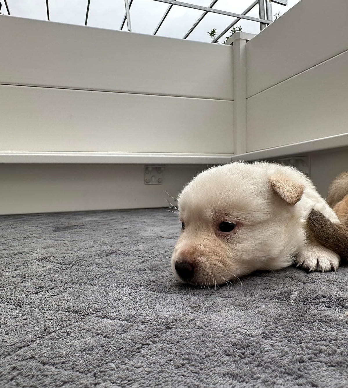 whelping mat for dogs,washable pee pad,for small and, side view
