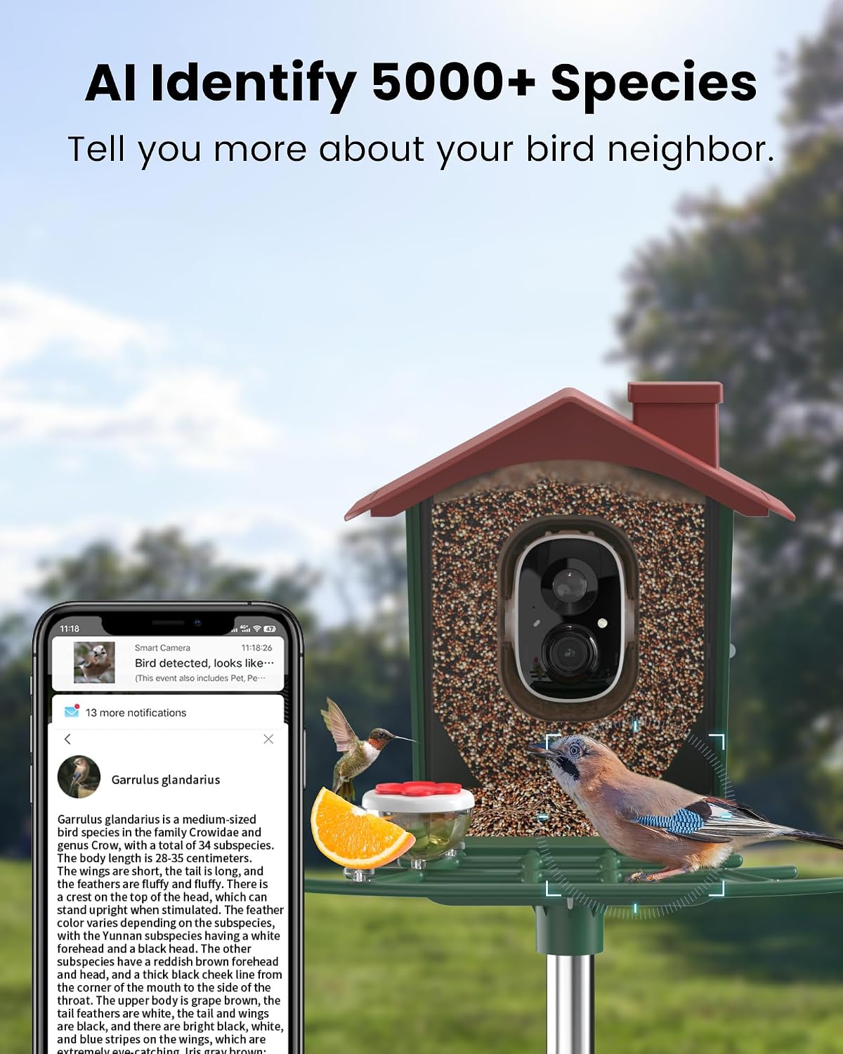 smart bird feeder with camera outdoor: solar birdfeeder, close-up detail