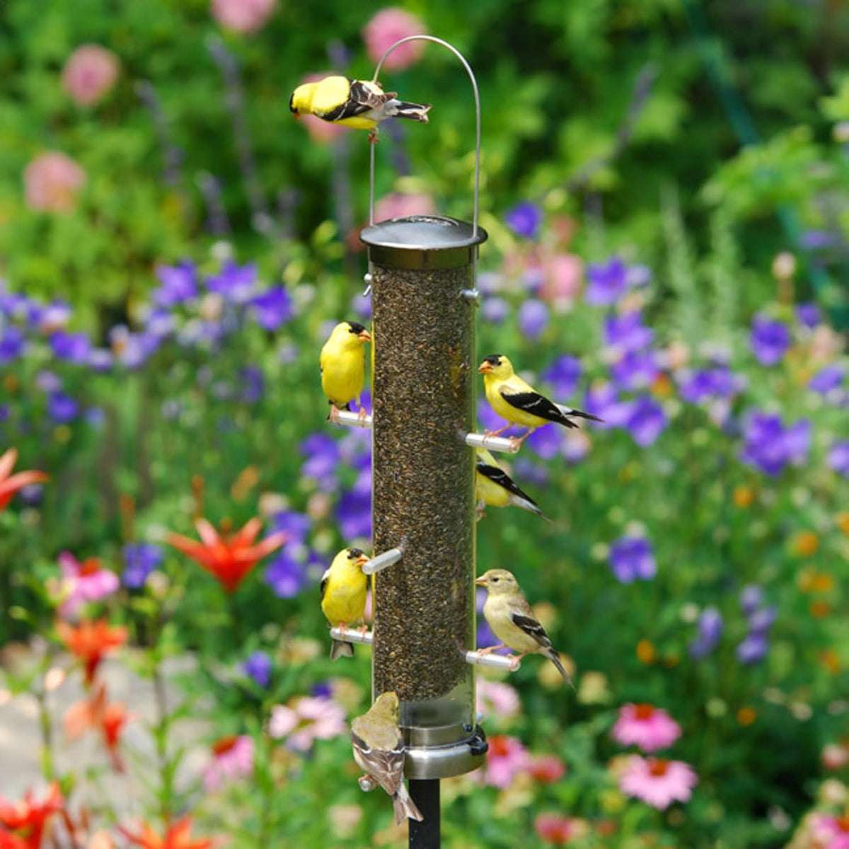 aspects 400 quick-clean thistle tube feeder, medium shown in use