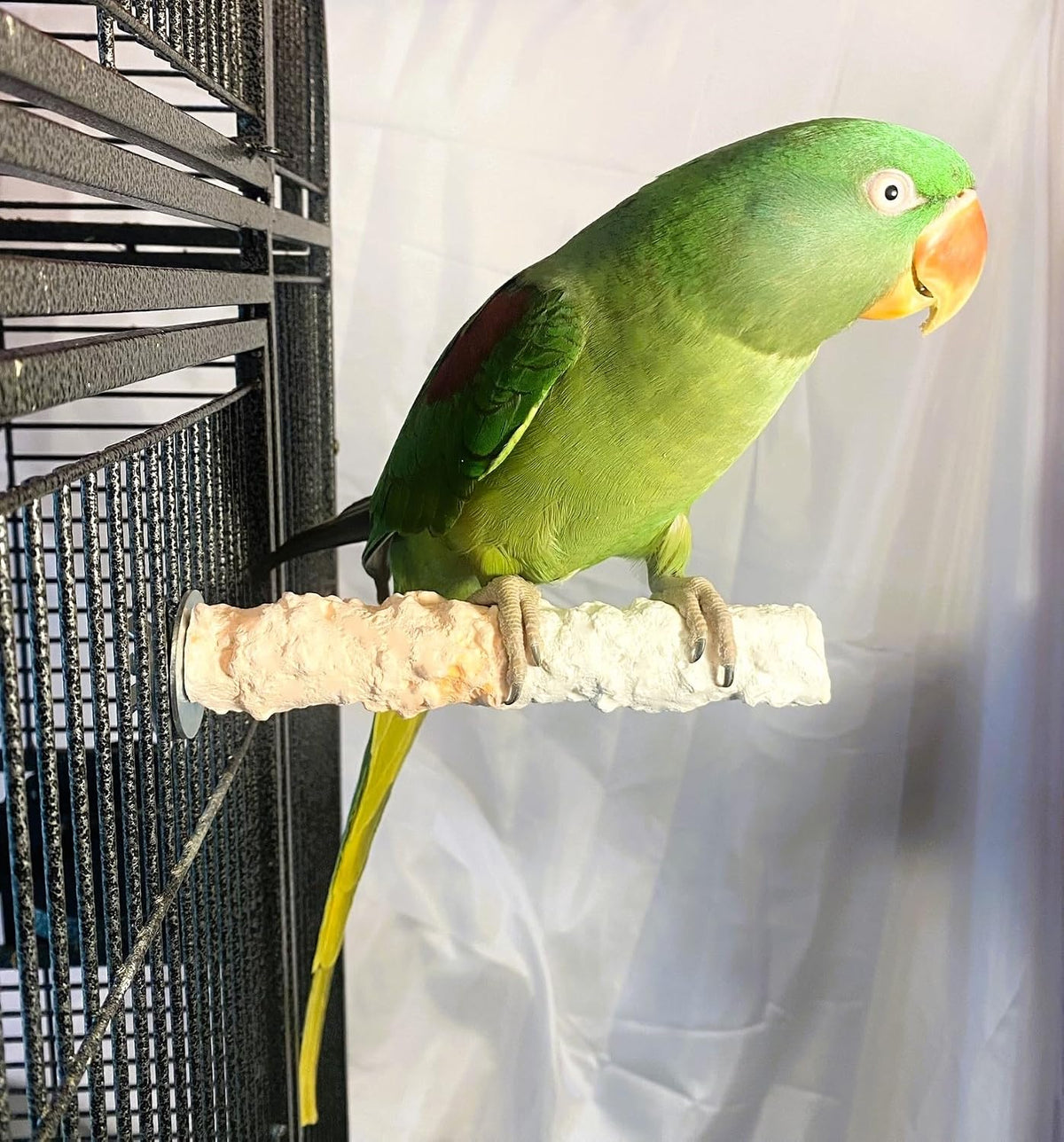 polly's edible cuttlebone calcium bird cage perch for, side view
