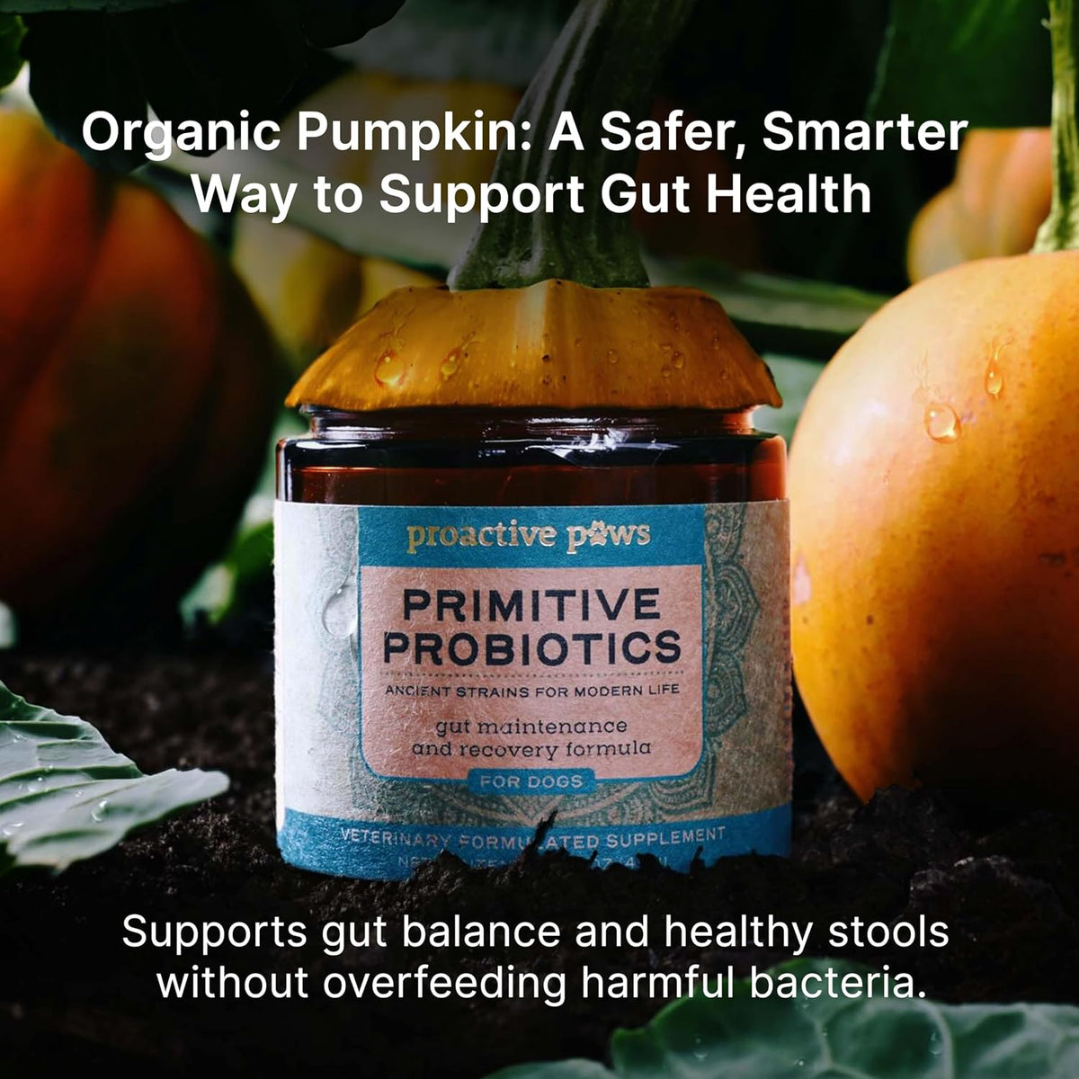 proactive paws primitive probiotics for dogs, 90 scoops showing dimensions
