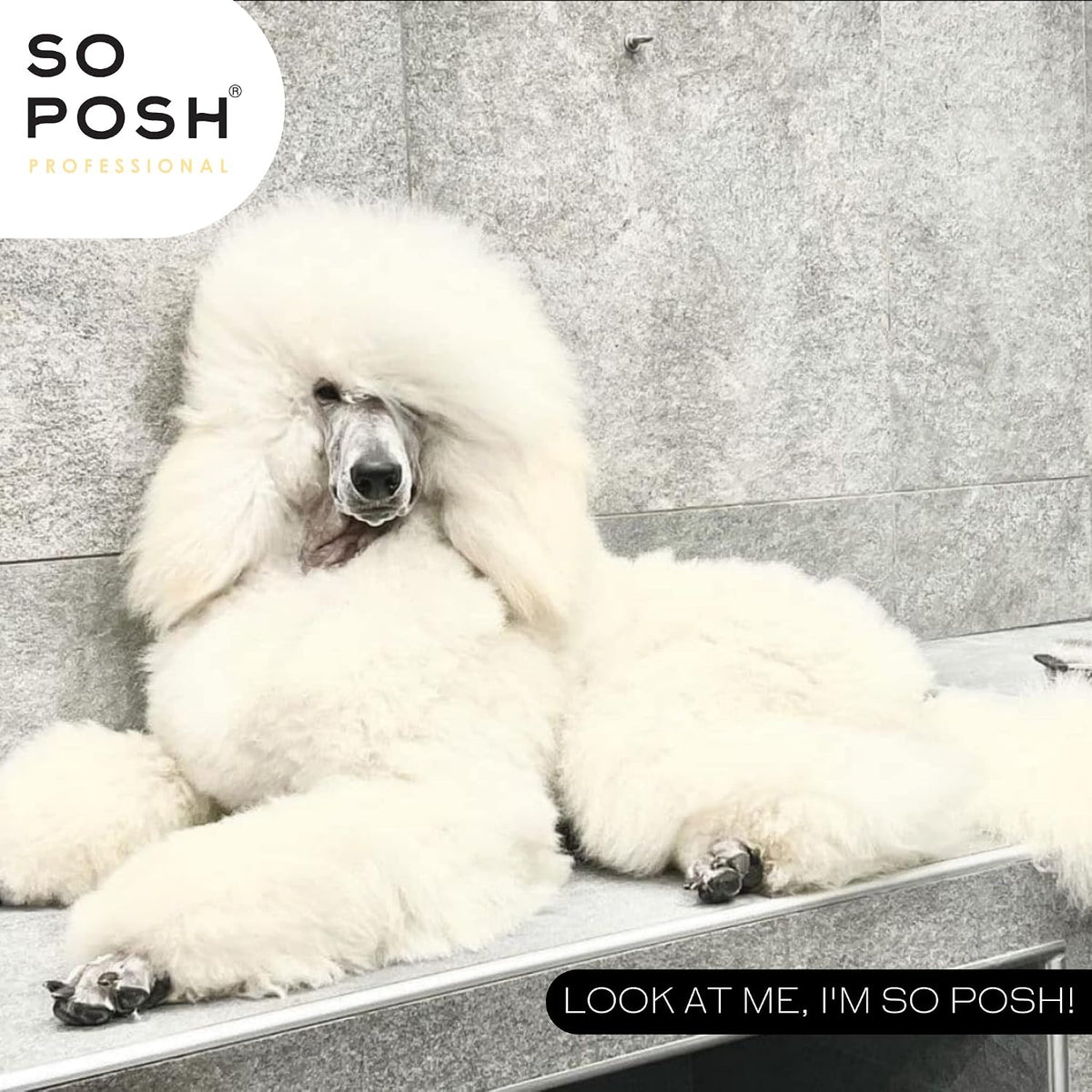 so posh i’m so puffy dog shampoo shown in use