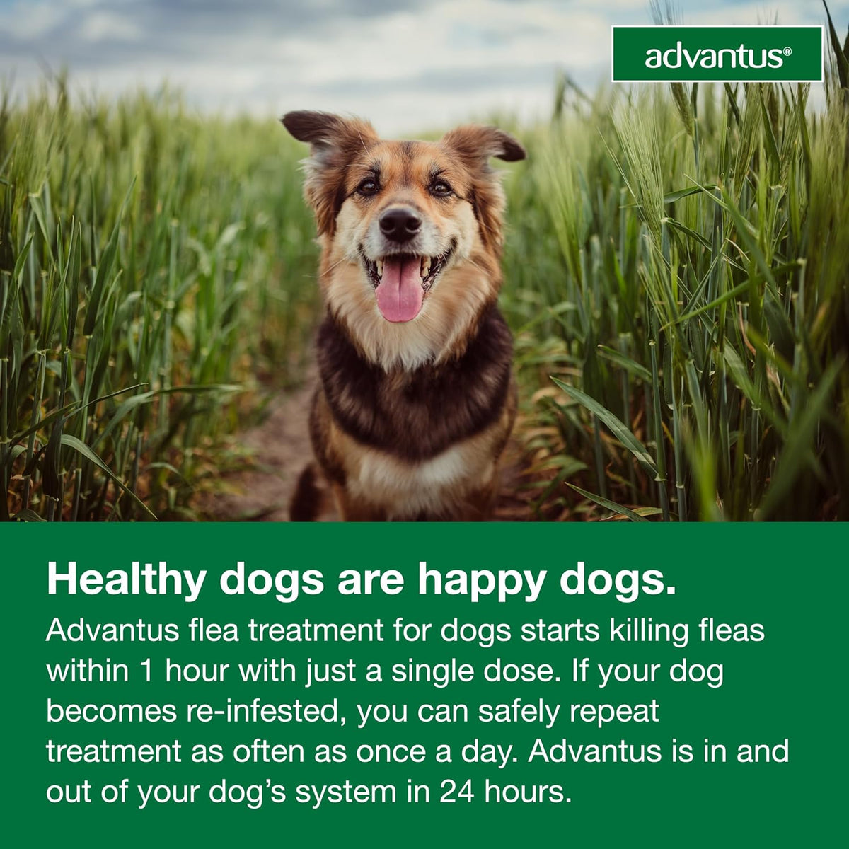 advantus (imidacloprid) soft chew flea treatment for dogs showing dimensions