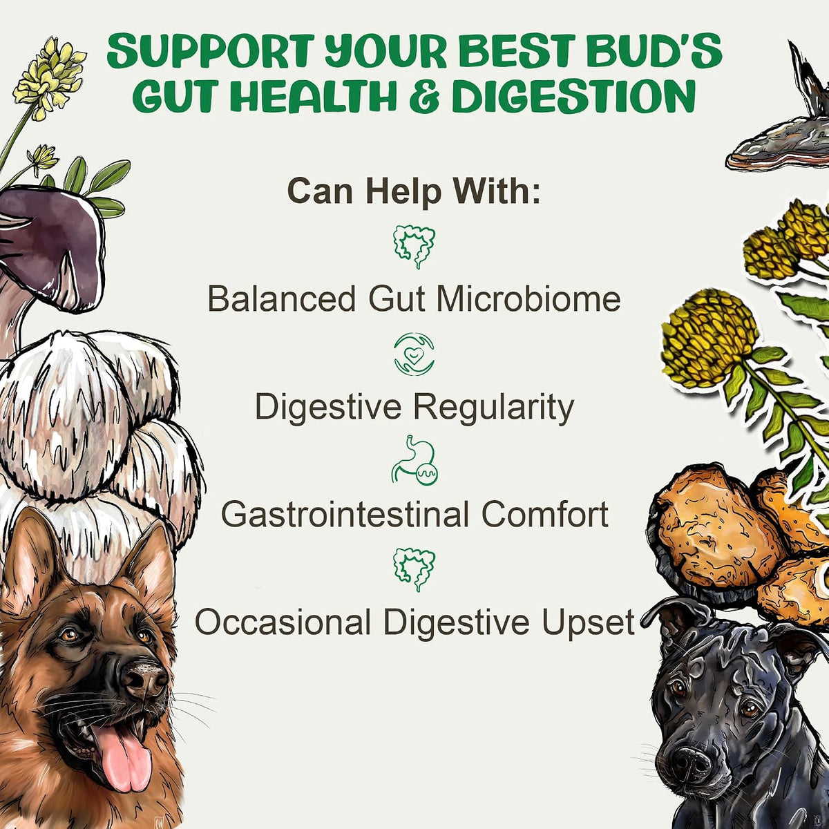 mycodog digest, digestive mushroom supplement for dogs for showing dimensions