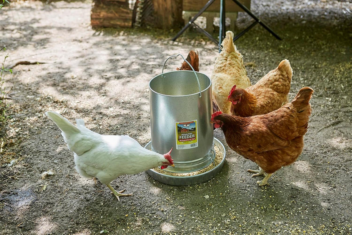 hanging poultry & gamebird feeder with feed pan, close-up detail