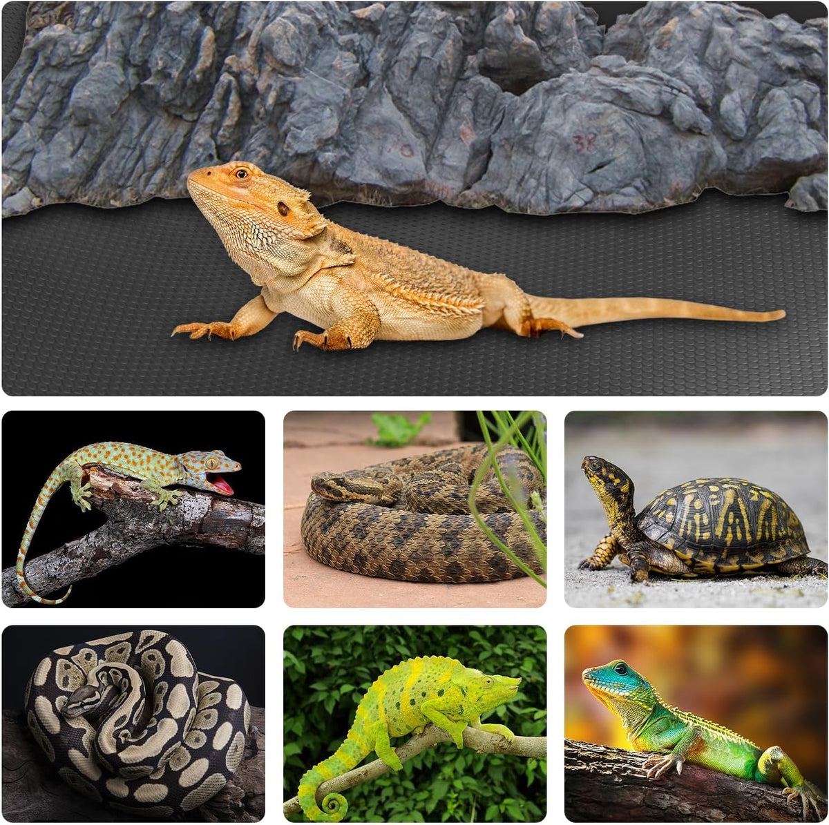 120 gallon reptile terrarium mat, bearded dragon liner shown in use