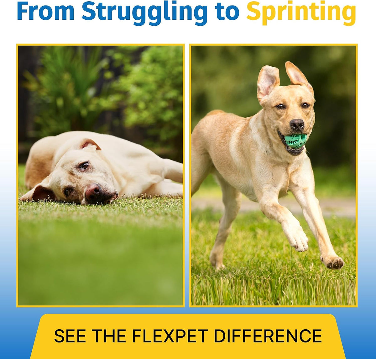 hip & joint supplement for dogs & cats shown in use