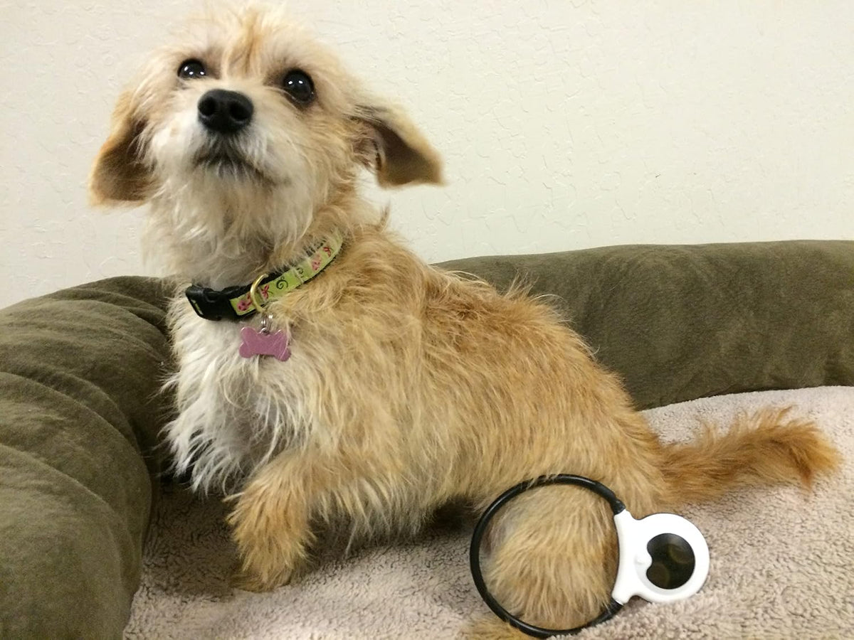 assisi loop 2.0 manual tpemf device for dogs showing dimensions