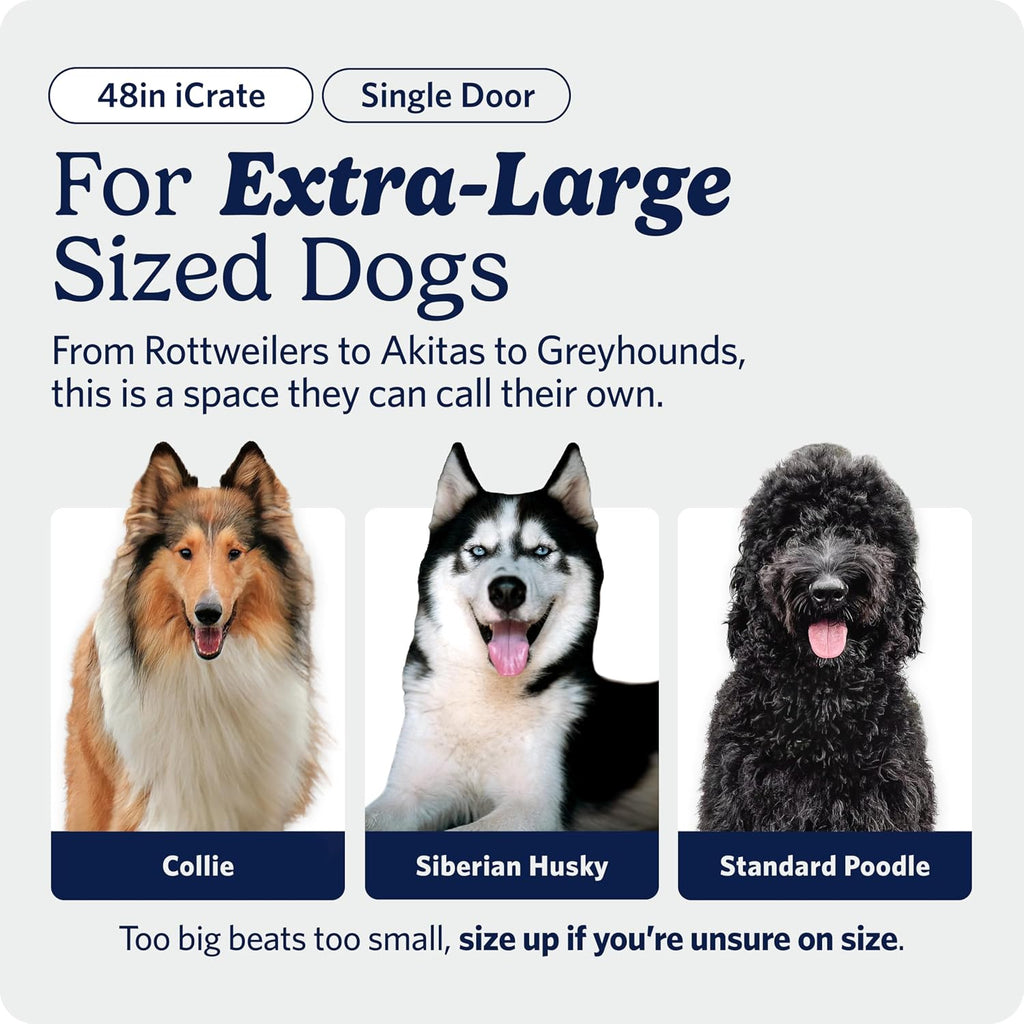 midwest 48-inch single door icrate, for extra-large breeds shown in use