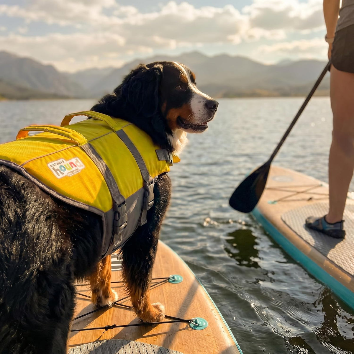 outward hound granby splash dog life jacket, life on a desk or shelf