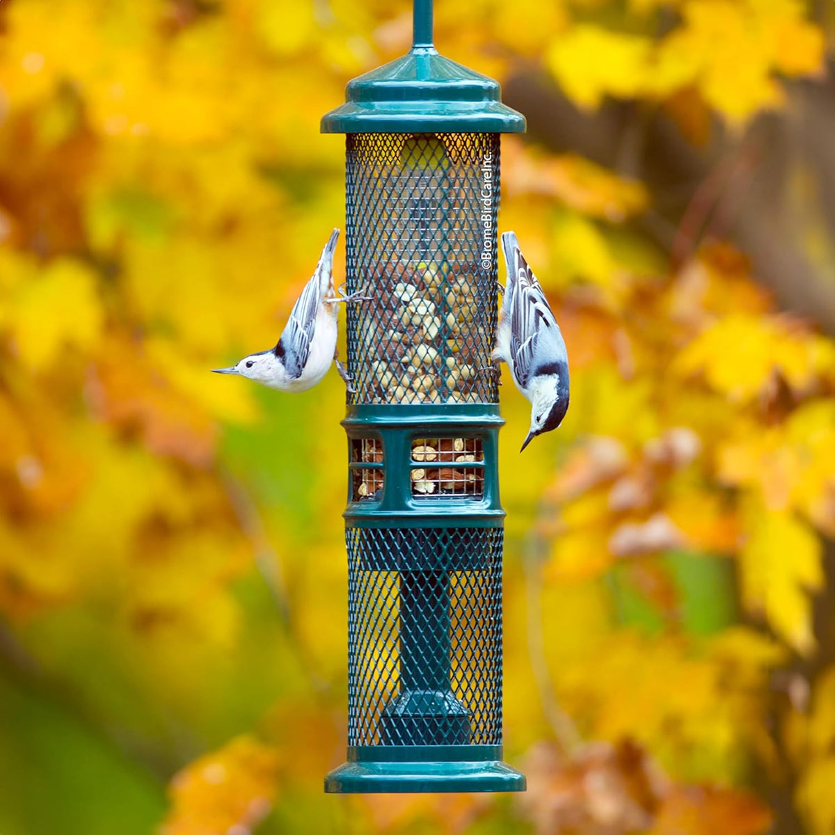 squirrel buster nut truly squirrel-proof bird feeder shown in use
