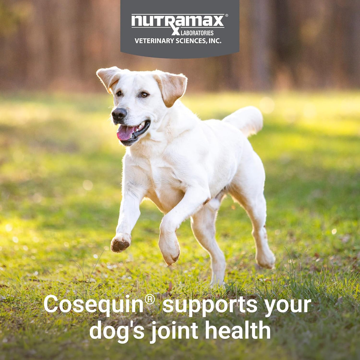 nutramax cosequin joint supplement for dogs, msm+ha, chew, close-up detail
