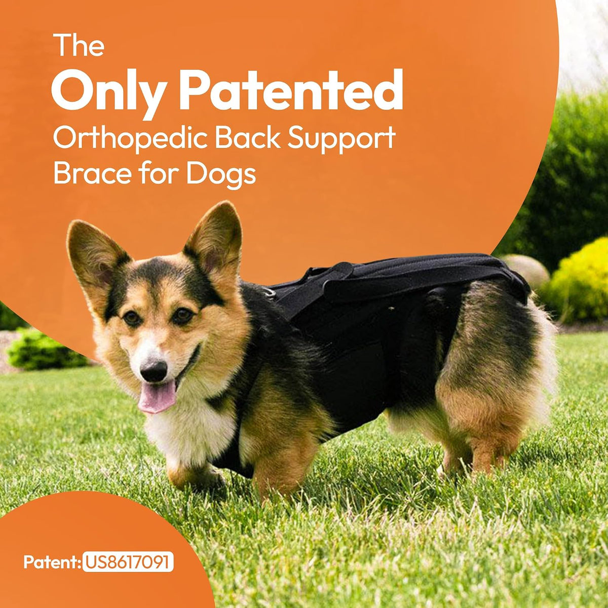 dog back brace for ivdd - orthopedic support on a desk or shelf