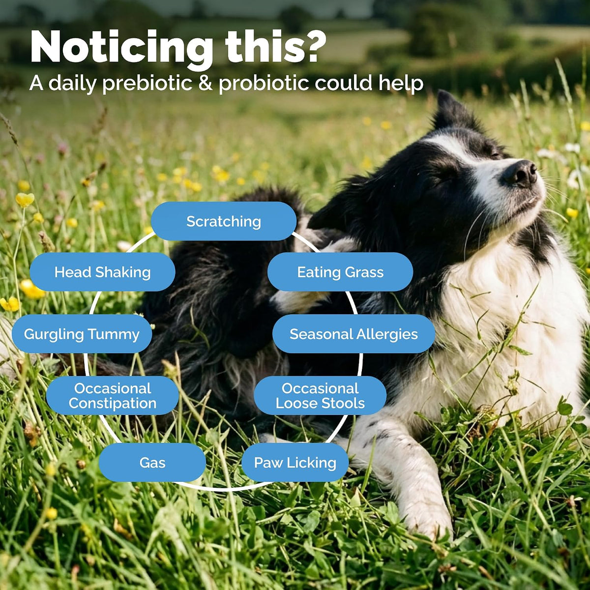 vetnique glandex probiotics for dogs chews 120ct, prebiotics shown in use