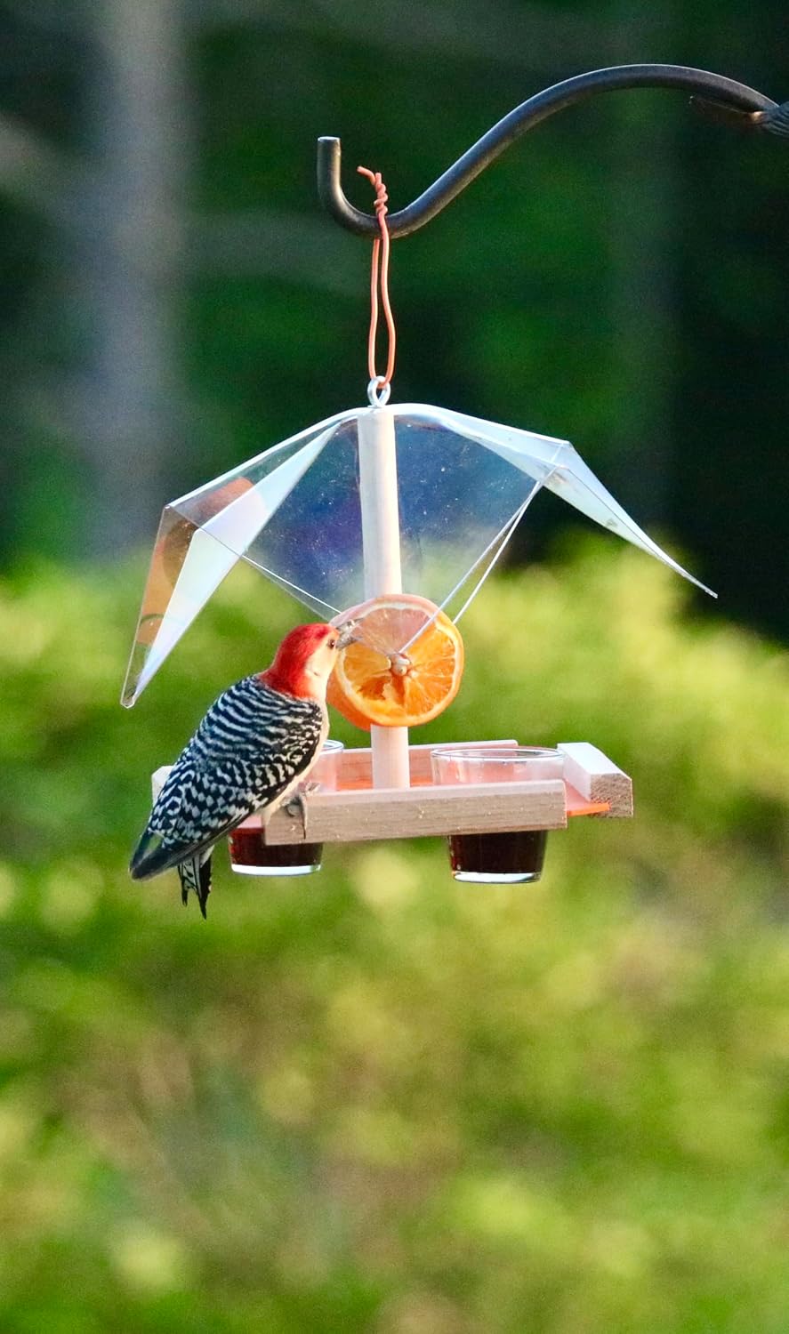 covered oriole buffet feeder, orange nectar jelly and, close-up detail