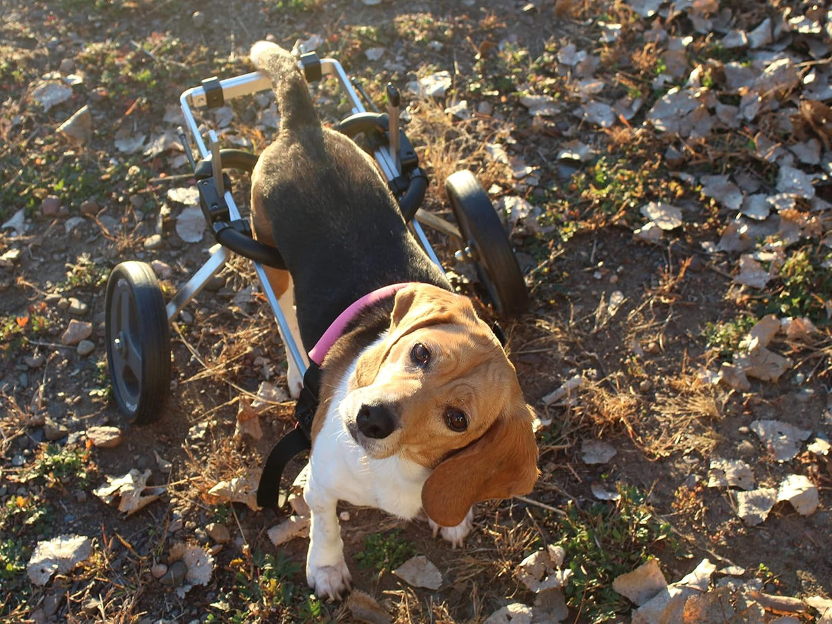 dog wheelchair back legs, adjustable, custom made in, side view