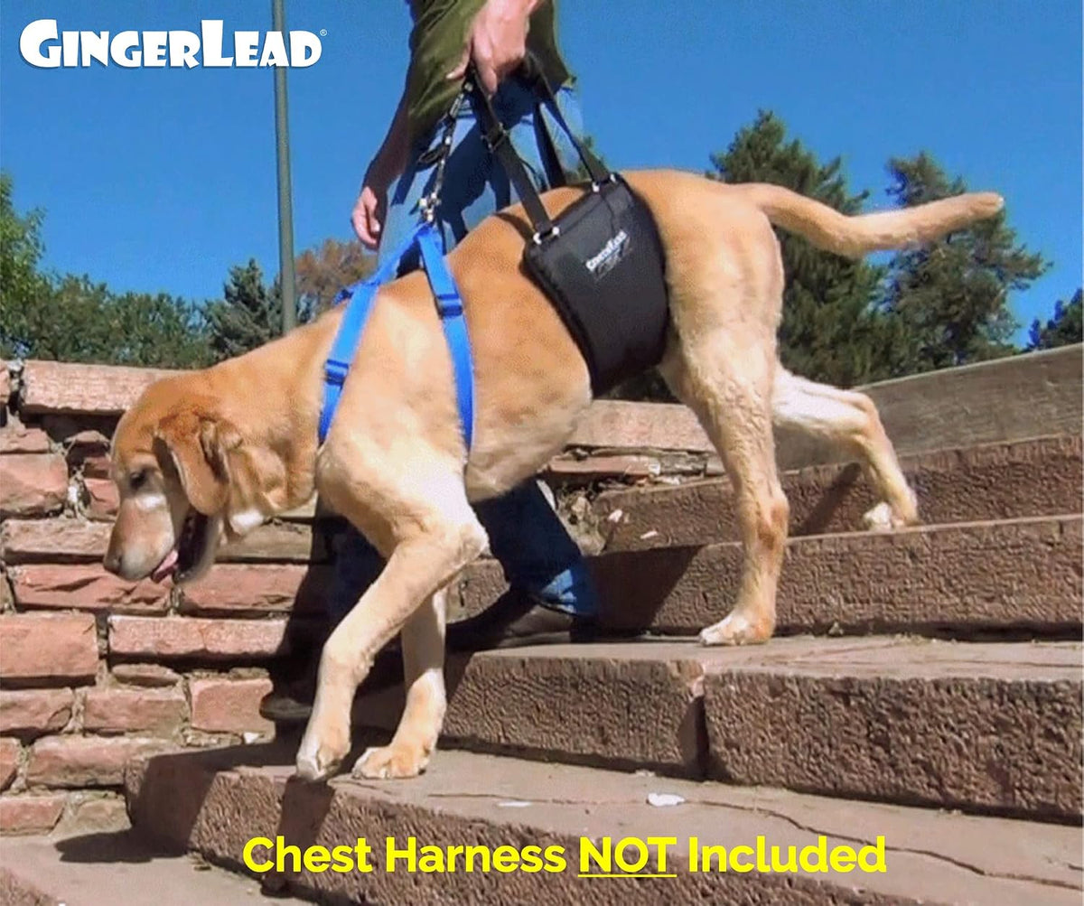 gingerlead® k9 sling hind leg support, m/lg unisex showing dimensions