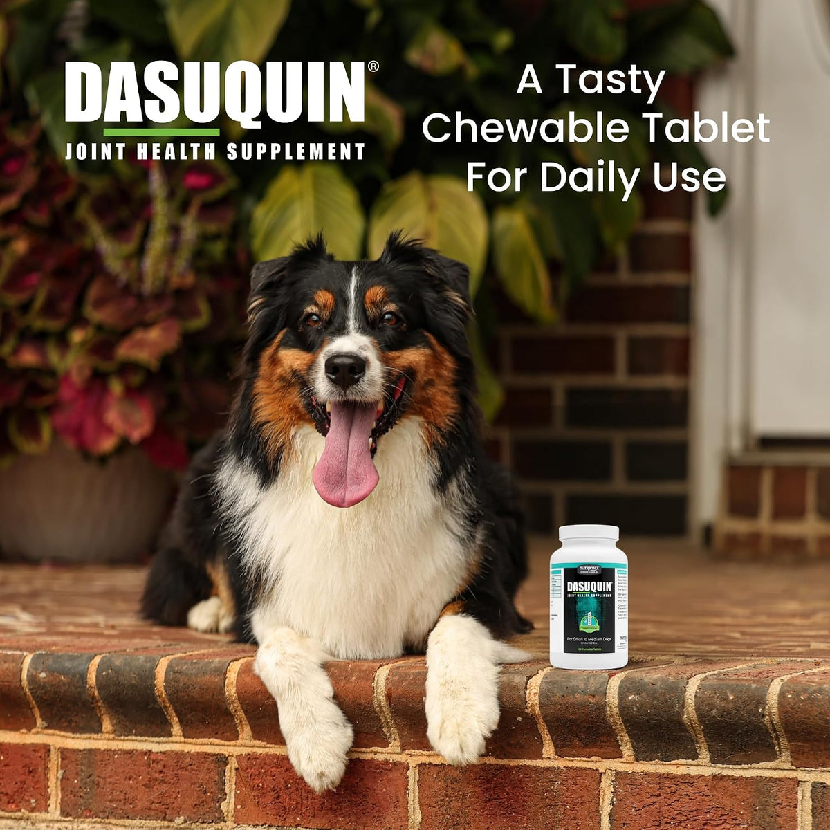 nutramax dasuquin for small to medium dogs,joint health, side view