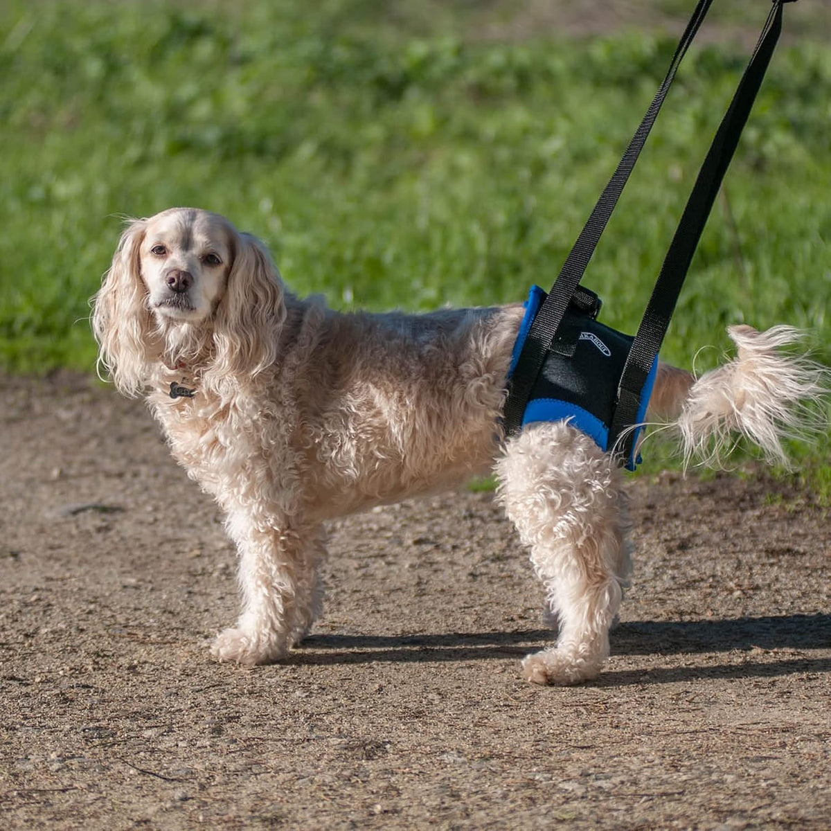walkabout back end harness, dog and cat lifting, side view