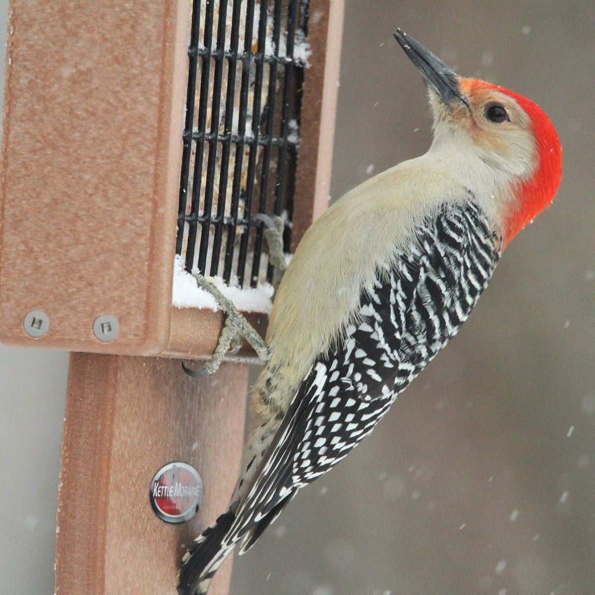 kettle moraine recycled plastic single suet cake tail shown in use