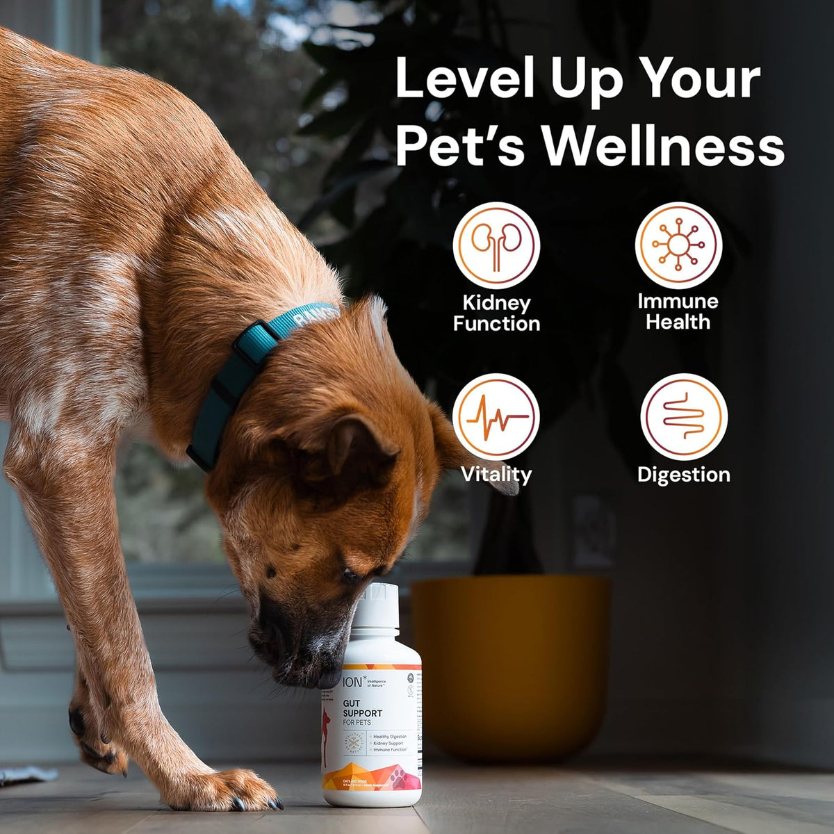 ion* intelligence of nature gut support for pets showing dimensions