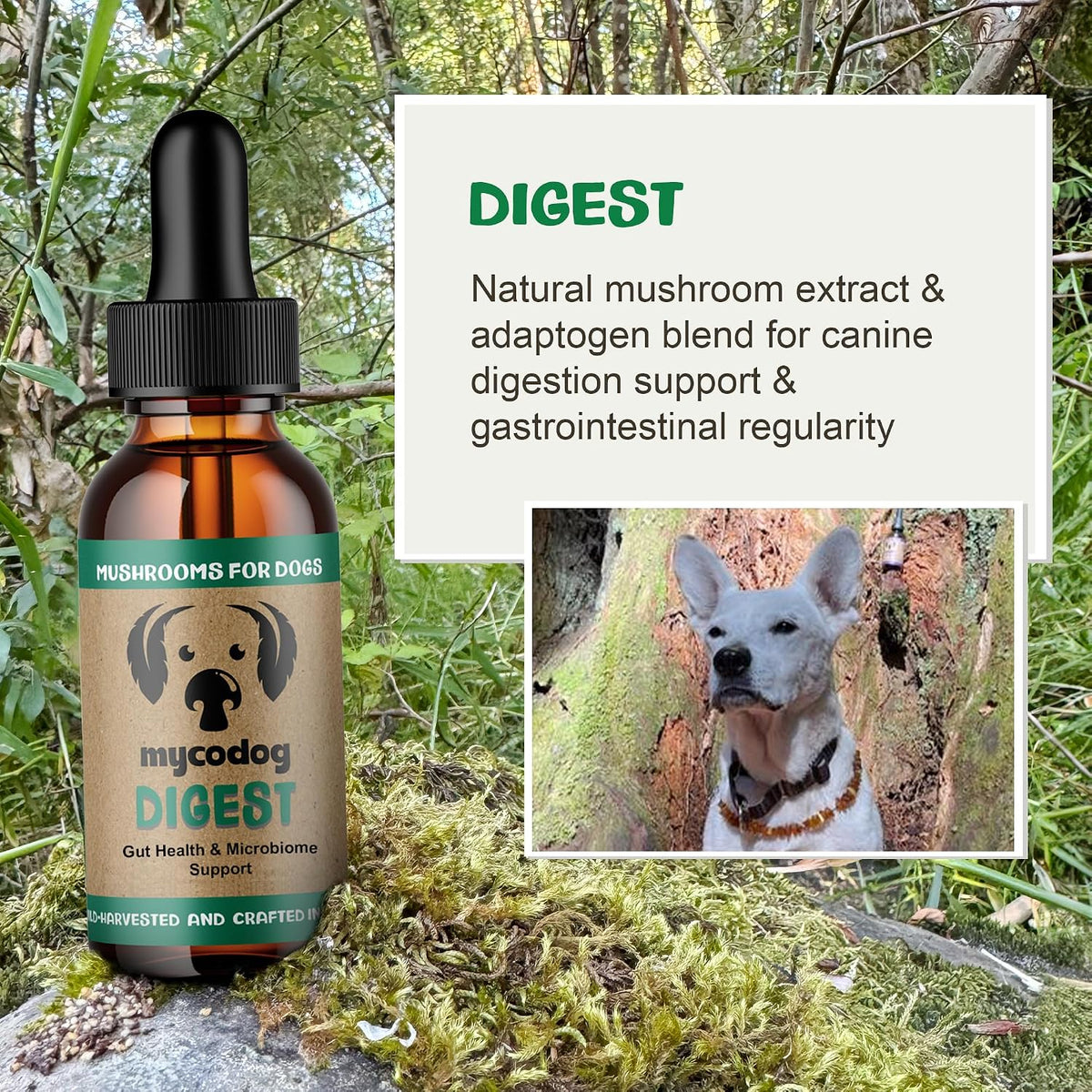 mycodog digest, digestive mushroom supplement for dogs for shown in use