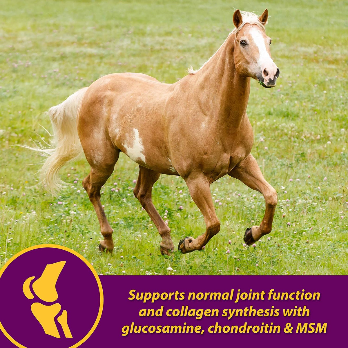 horse health joint combo hoof & coat, convenient showing dimensions