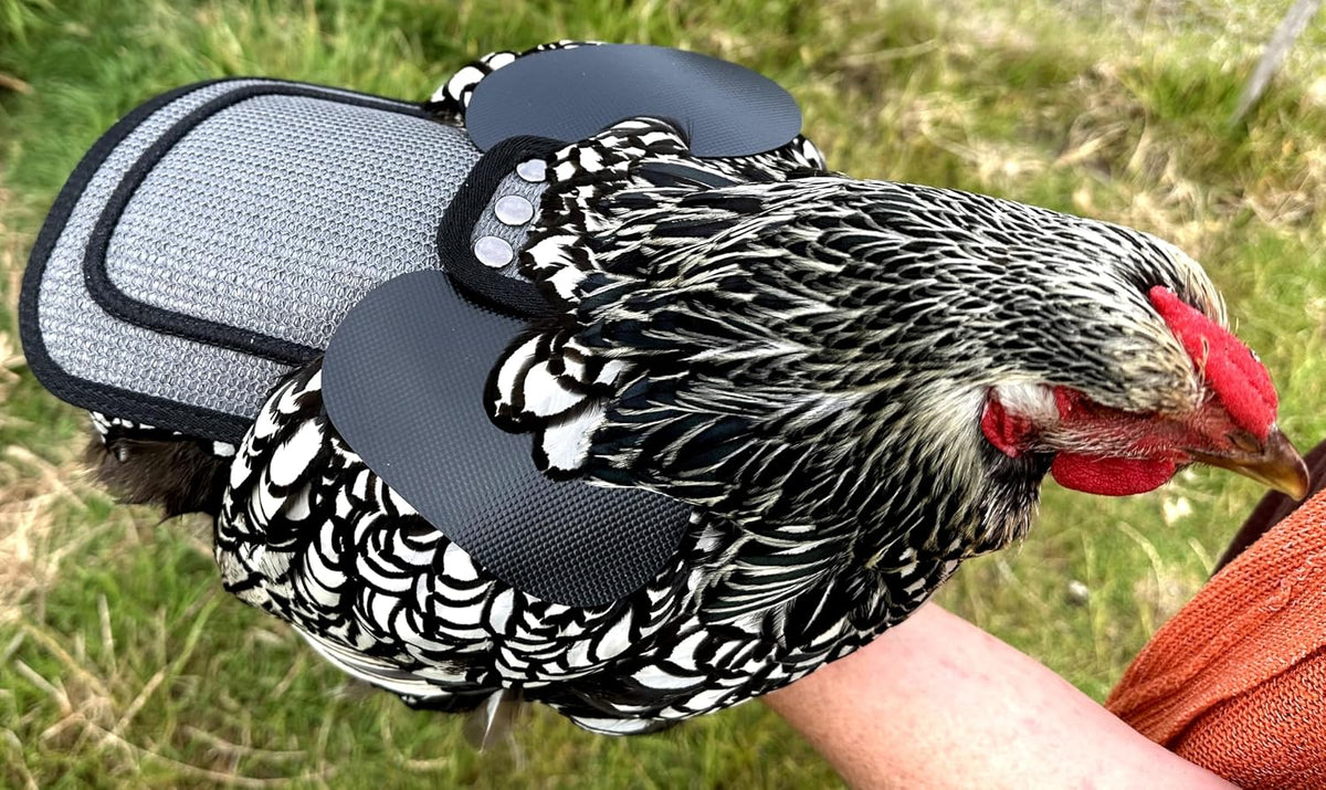 down under outdoors 4 pack medium-large hen chicken showing dimensions