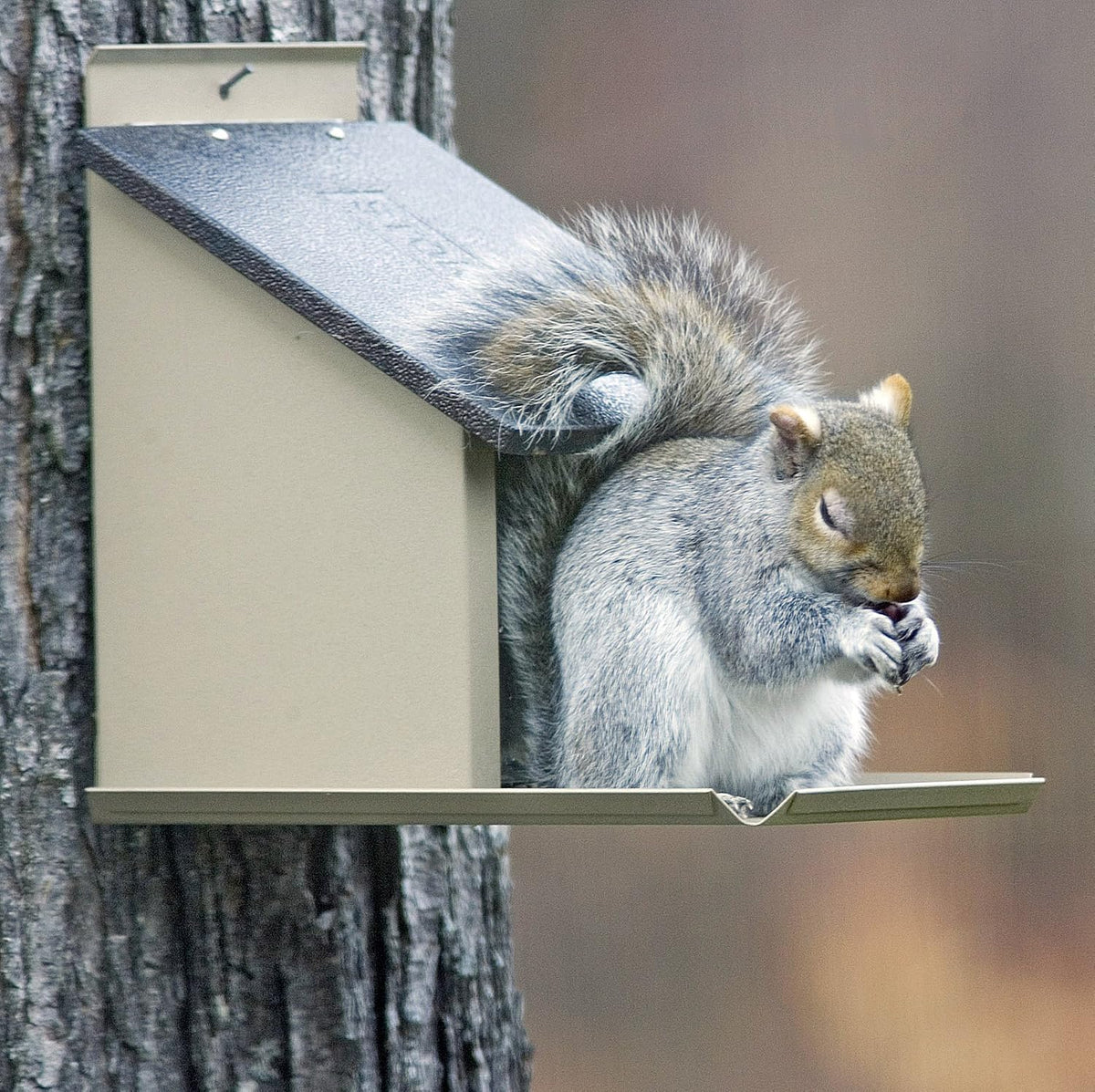 stokes select lunch box squirrel feeder with metal shown in use