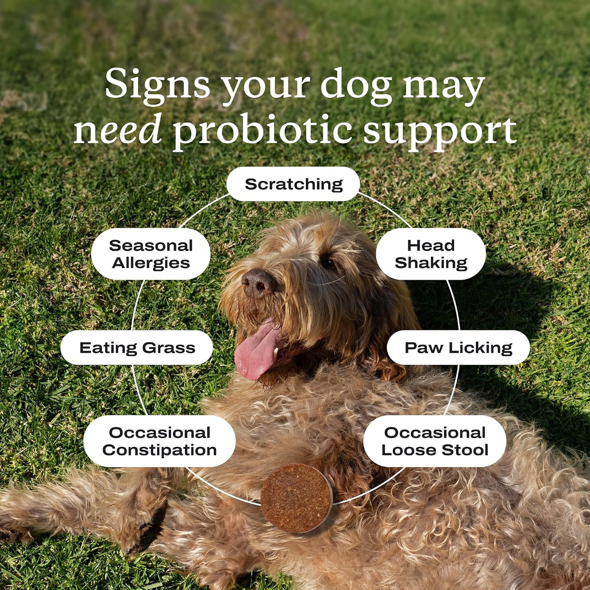 petlab co. probiotic chews for dogs, 30 soft, close-up detail