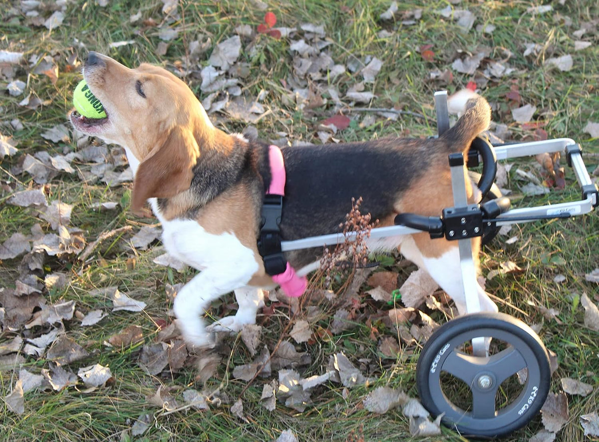dog wheelchair back legs, adjustable, custom made in showing dimensions