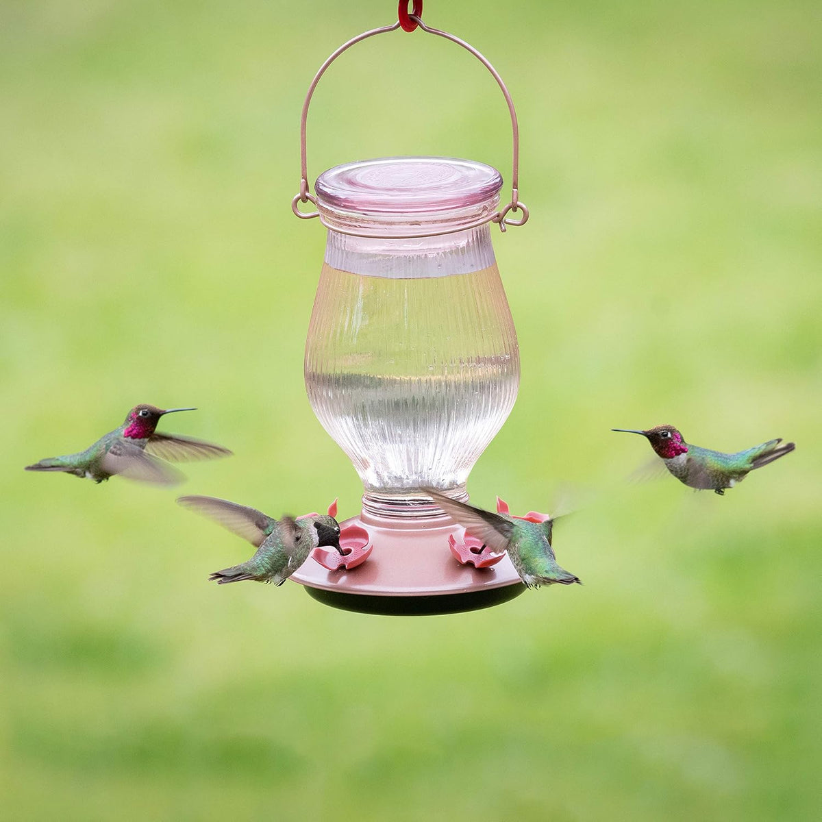 perky-pet 9104-2 rose gold top-fill glass hummingbird feeder shown in use