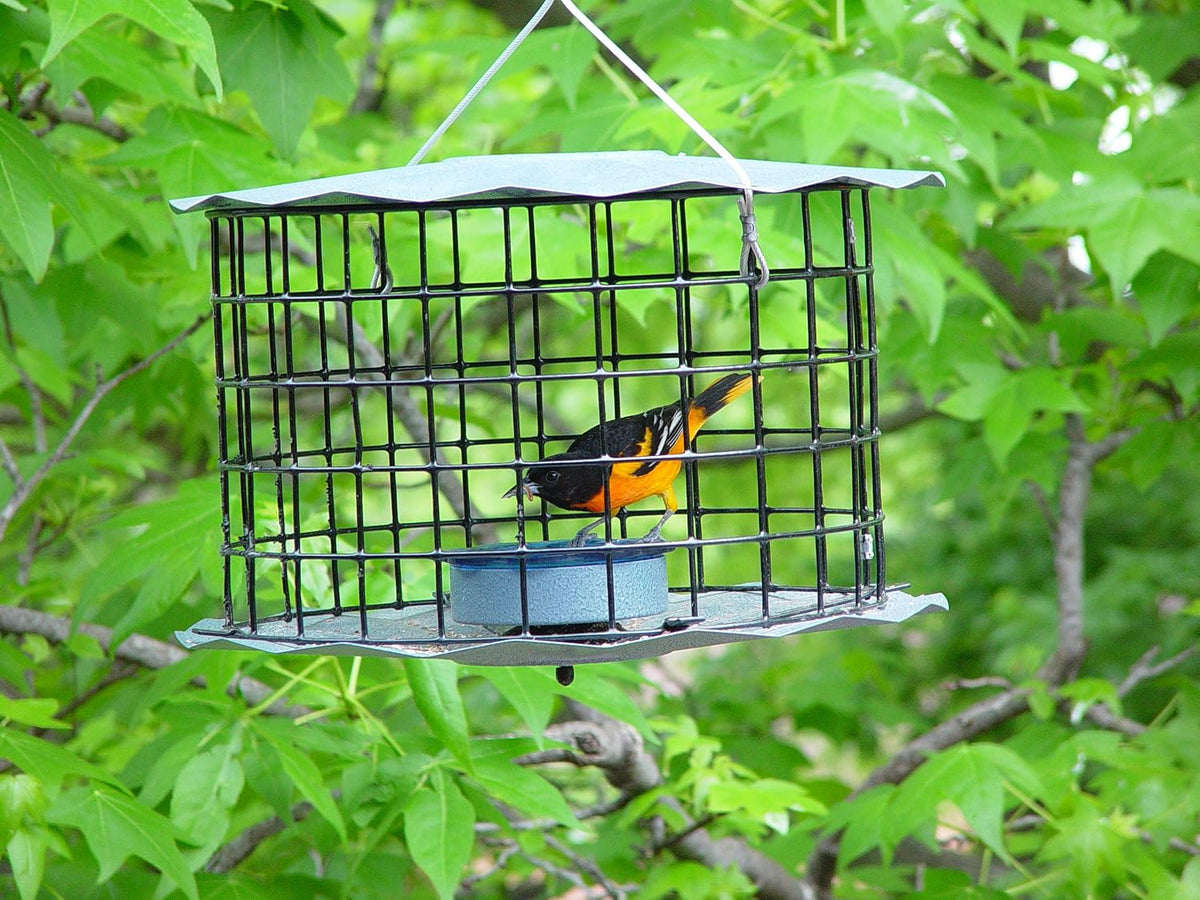 erva starling-proof barrier guard bluebird feeder with glass, close-up detail