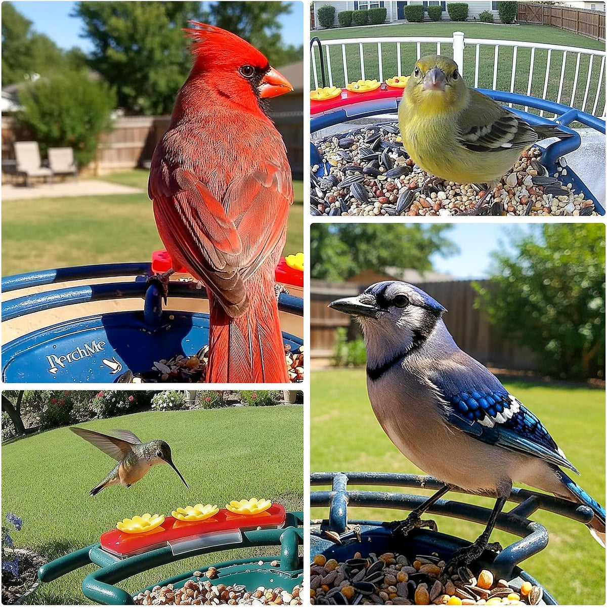 perchme® smart bird feeder with camera, solar powered shown in use