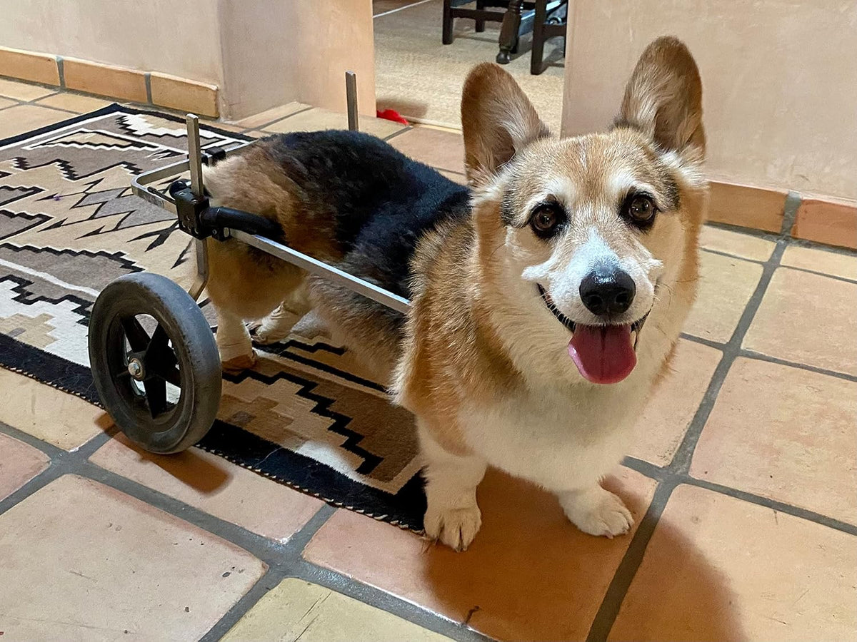 dog wheelchair back legs, adjustable, custom made in, side view